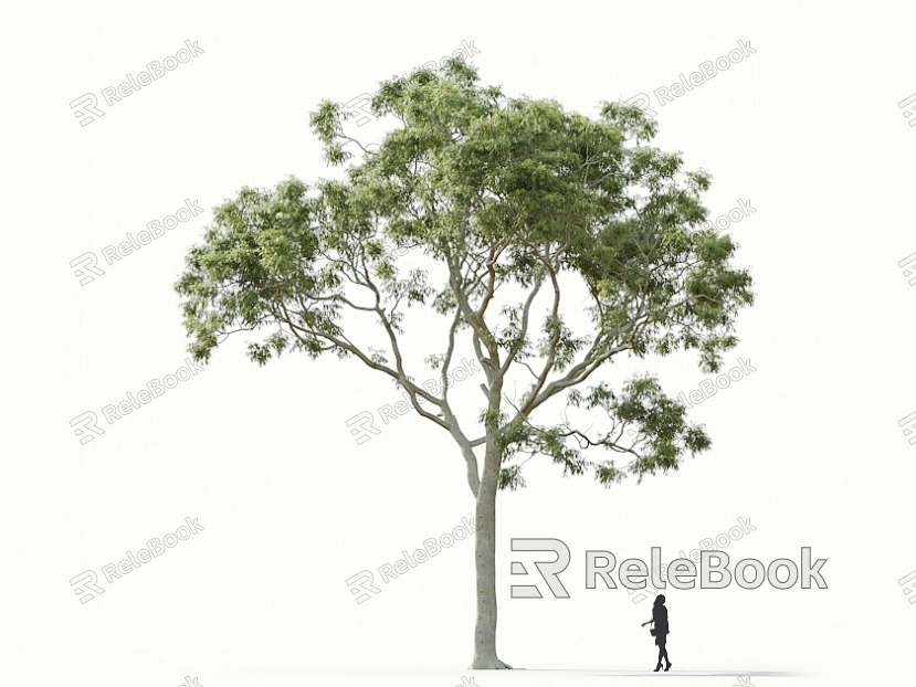 Lemon Eucalyptus Eucalyptus Big Leaf Eucalyptus Roadside Trees Street Trees Community Greening Landscape Trees Landscaping Ornamental Trees Poplar Trees Elm Trees Deciduous Trees model