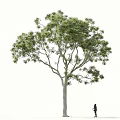 Lemon Eucalyptus Big Leaf Eucalyptus Roadside Trees Street Trees Community Greening Landscape Trees Landscaping Ornamental Trees Poplar Trees Elm Trees Deciduous Trees 3d model