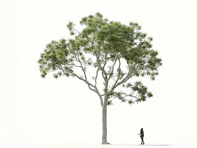 Tall Arbor With Lush Green Foliage And Silhouette Of A Person Walking Near 3d model