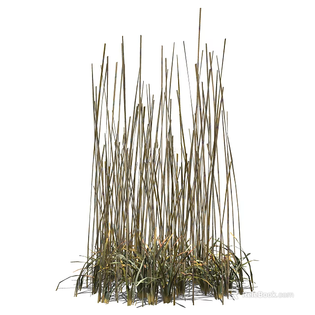 Tall Slender Grass with Green Leaves at Base for Natural Garden Scenery 3d model 