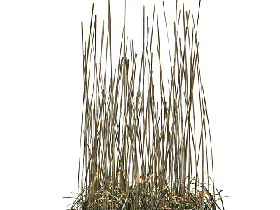 Tall Slender Grass with Green Leaves at Base for Natural Garden Scenery 3d model
