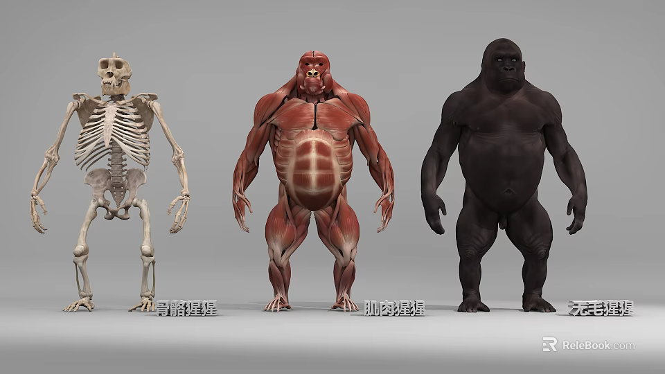 Reptile Anatomical Models Featuring Skeleton Muscle Structure And Full Body 3d model 