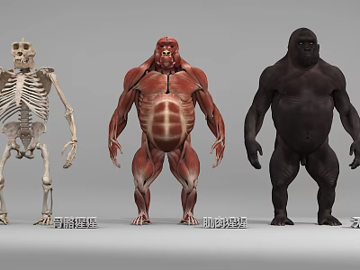 Reptile Anatomical Models Featuring Skeleton Muscle Structure And Full Body 3d model