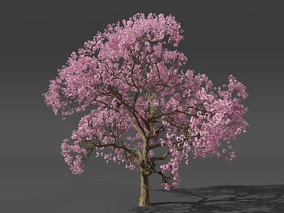 Beautiful Blooming Tree With Lush Pink Flowers Brown Trunk Against Gray Background 3d model