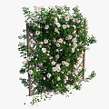 Wooden Fence Covered with Dense Pink Flowers and Green Vines