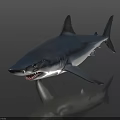 Great White Shark Model With Open Mouth Sharp Teeth On Dark Background And Reflection