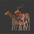 Three Spotted Deer Including Adult With Antlers And Fawn On Dark Background