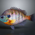 Vibrant Colorful Fish With Large Eyes Orange Purple Hues Shiny Scales As Aquatic Animal
