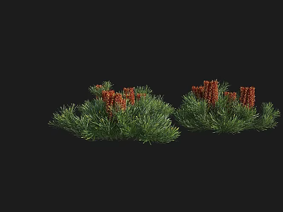 Green Shrubs With Red Berries In Two Clusters On Black Background 3d model