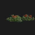 Green Shrubs With Red Berries In Two Clusters On Black Background