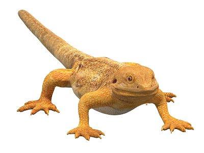 Outback maned lion lizard giant lizard four-leggy snake 3d model
