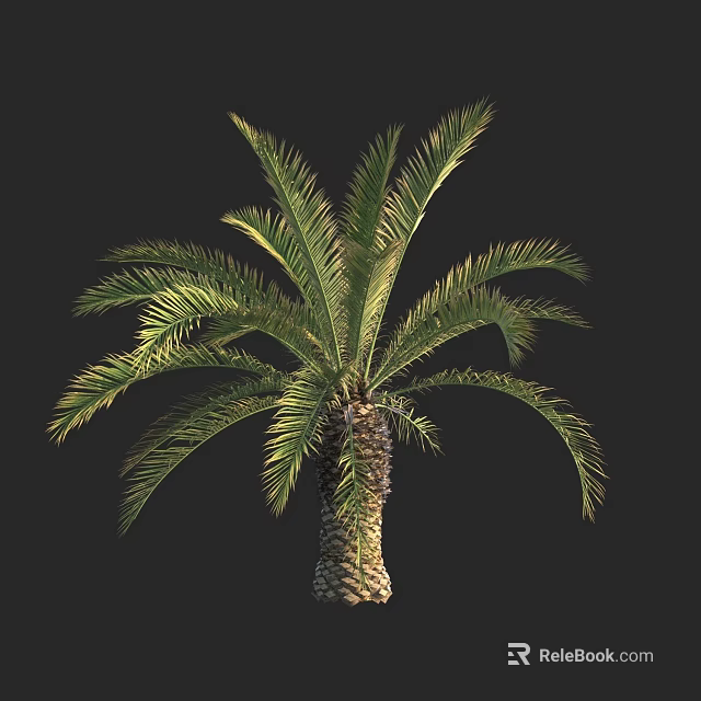 Tall Palm Tree With Lush Green Fronds And Thick Textured Trunk 3d model 