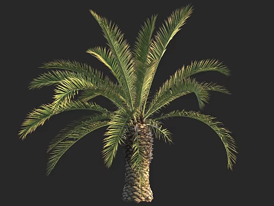 Tall Palm Tree With Lush Green Fronds And Thick Textured Trunk 3d model