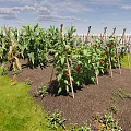 Lush Vegetable Garden With Chickens Green Plants And Wooden Fence