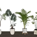 Indoor Bonsai Potted Plants With Various Green Leaves In White Pots And Wooden Floor Background