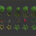 Various Plants With Tall Pine Trees Low Plants Red White Flowers Mushrooms And Green Leaves
