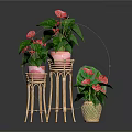 Anthurium Plants With Pink Blooms And Green Leaves In Wicker Pots On Bamboo Stands