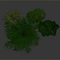 Indoor Green Plants With Lush Foliage In White Ceramic Pots On Dark Surface