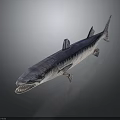 Large Predatory Fish With Sharp Teeth And Streamlined Blue Silver Body On Dark Surface