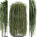 Various Green Potted Plants with Lush Foliage in Modern Black Pots for Indoor Decoration