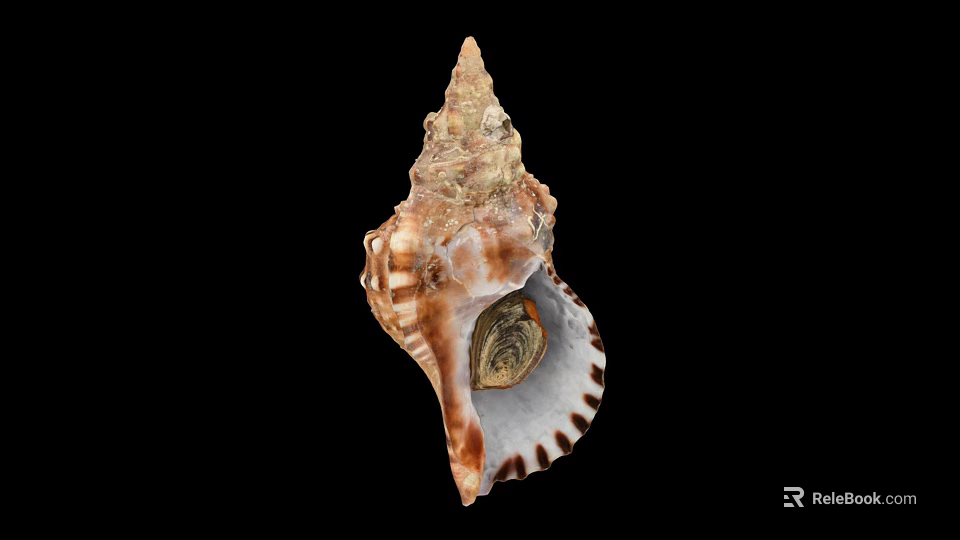 Brown And White Spiral Shell Decorative Ornament Set With Natural Texture For Home Decor 3d model 