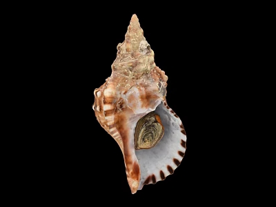Brown And White Spiral Shell Decorative Ornament Set With Natural Texture For Home Decor 3d model