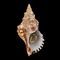 Brown And White Spiral Shell Decorative Ornament Set With Natural Texture For Home Decor
