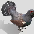 Grouse Bird With Dark Feathers Red Eye Green Chest And White Spots On Tail