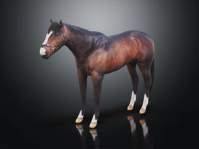 Brown Horse With White Nose And Hooves Standing On Black Background With Reflection 3d model