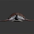 Detailed View Of Sea Turtle Organs Shell Flippers And Head Structure