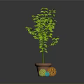 Green Indoor Plant in Brown Pot with Colorful Decorative Balls on Gray Background