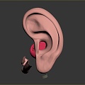 ear human ear medical teaching aids medical furniture medical supplies 3d model