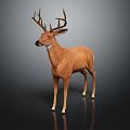 Deer With Brown Coat And Large Antlers Standing On Black Background With Reflection 3d model