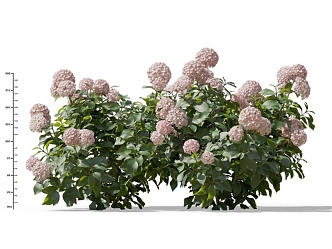 Modern Hydrangea 3d model