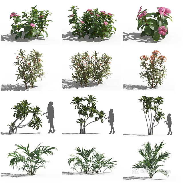Various Flowering Shrub Varieties For Garden Landscaping With Size Comparison 3d model 