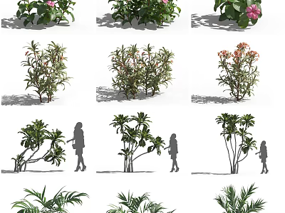 Various Flowering Shrub Varieties For Garden Landscaping With Size Comparison 3d model