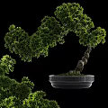 Curved Trunk Bonsai Plant With Green Leaves In Black Textured Pot