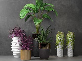 Modern Potted Plant Indoor Potted Plant Combination 3d model