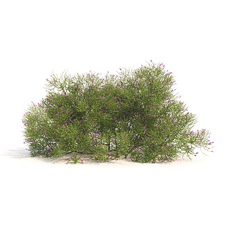 plant green plant shrub ball flowers 3d model