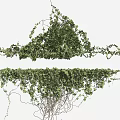 Lush Green Vines With Trailing Branches And Dense Foliage Growth
