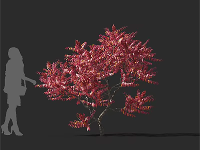Red Leaf Arbor With Human Silhouette Showing Size Proportion 3d model