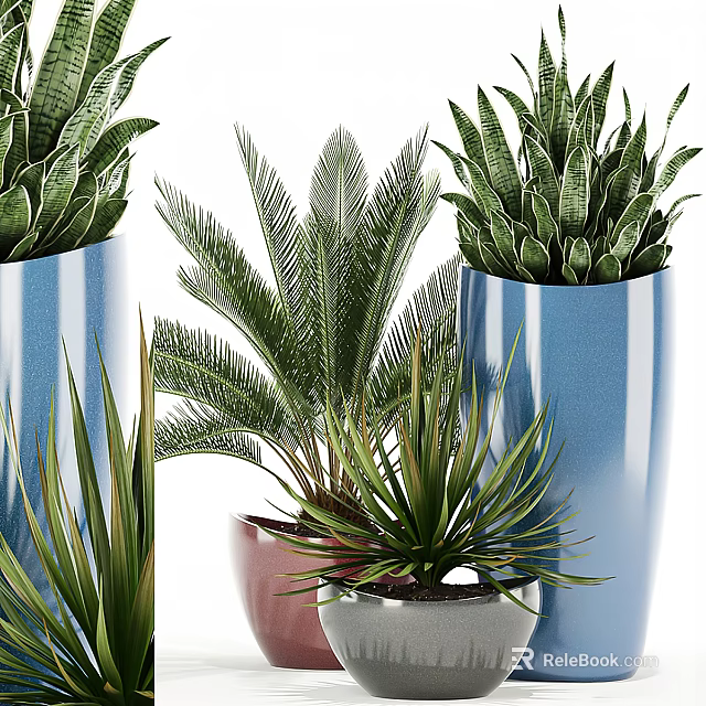 Indoor Potted Plants With Fern Snake Plant And Agave In Blue Ceramic Pots 3d model 
