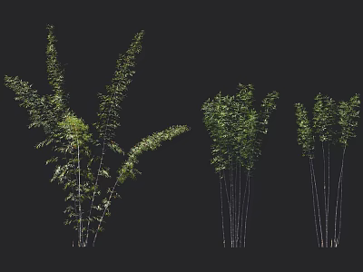 Bamboo Plant Varieties With Green Foliage Different Heights And Clumping Growth 3d model