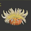 Vibrant Sea Anemone With White Tentacles And Red Base Featuring Yellow Spots