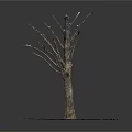 Bare Branched Leafless Tree With Thick Trunk Standing On Square Soil Base Over Light Platform