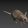 Gray Small Mouse With Big Ears And Short Tail Standing On White Background
