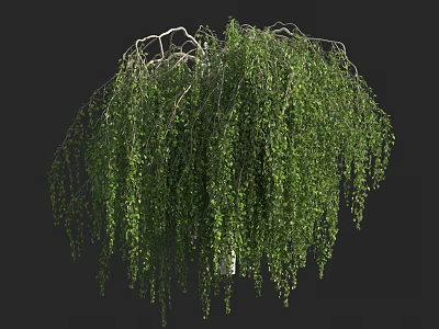 Weeping Willow Tree With Lush Green Hanging Branches And Foliage 3d model