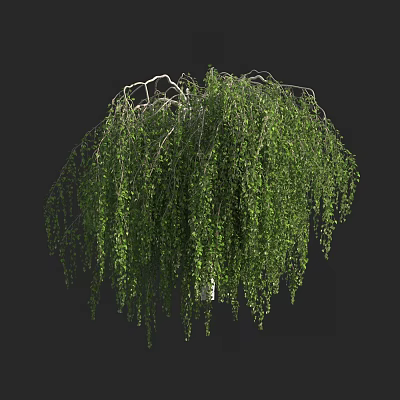 Weeping Willow Tree With Lush Green Hanging Branches And Foliage 3d model