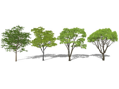 Modern Tree Camphor Tree 3d model