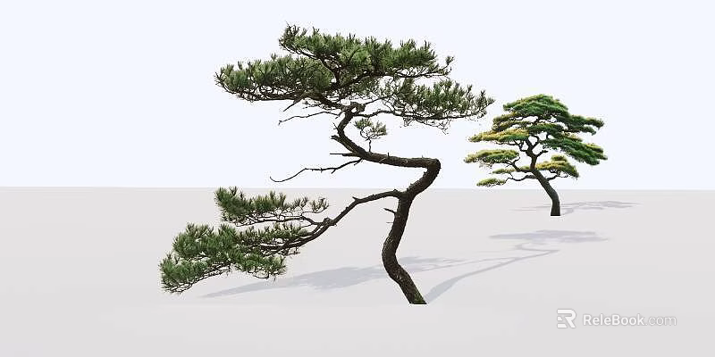 Elegant Arbor Trees With Curved Branches And Green Pine Needles In Minimalist Setting 3d model 